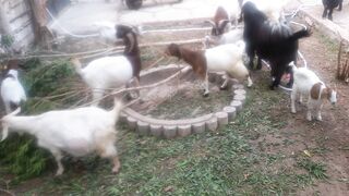 nice goat farm