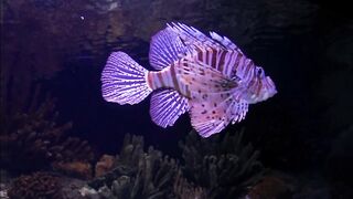 Fish Unique