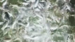 Agar ikan lele cepat BESAR beri makan pada malam, dan gunakan alat ini