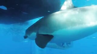 White Shark