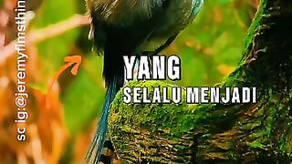 Burung phonix