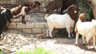 Secrets of raising goats #viral