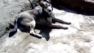 Ma chienne