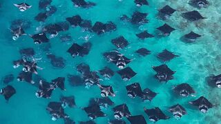 Swimming with manta rays in the Maldives