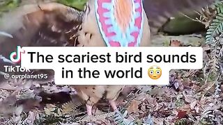 Bird sounds