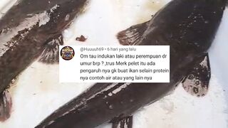 Tau induk lele jantan atau betina dari umur berapa