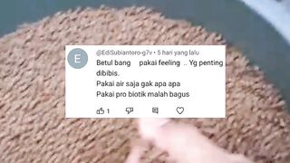 Cara memberi makan ikan lele dengan feeling terbukti lebih efektif