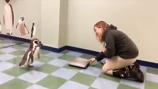 Lovely Penguins