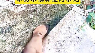 The Nature intelligence