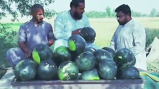 Watermelon p2
