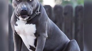 Pitbull_dog_????_status_❤️????