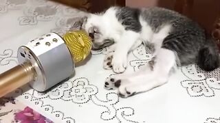 Singing in their sleep.....Funniest Cats and Dogs Funny....Funny Animals Video
