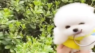 Cute_dog_moments___Part-40__funny_dog_videos_in_Bengali__%23shorts_%23shortvideo_%23funny(720p).