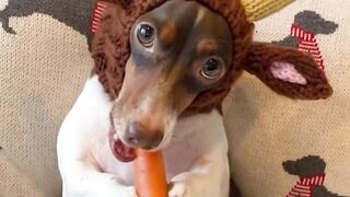 Beautiful dog