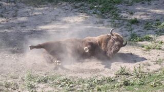 European bison "zubor" in incredible movements