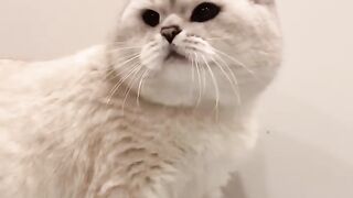 Cat_sound_to_attract_cats????realistic_multiple_meows(720)