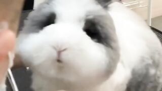 beautiful rabbit getting a haircut