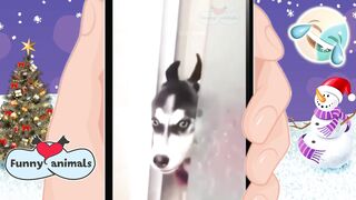 Funny Animal Videos Compilation Cute Dogs And Cats Video
