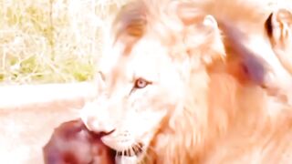 two lions hunted