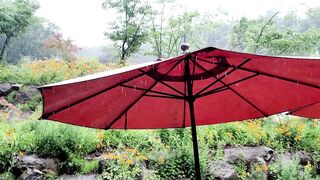 Relaxing Sound of Rain on Umbrella in a FOREST