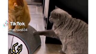 comedy animal