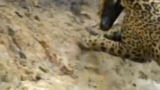 Leopard hunted crocodile