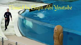 Beluga Whale Show At Yokohama Hakkeijima Sea Paradise 【4K】