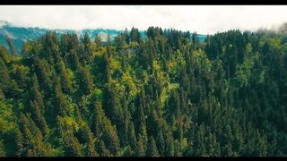 Magical Forest Drone Aerial View