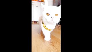 Funny cats and animals