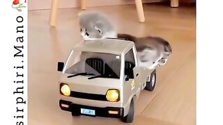 Funny videos