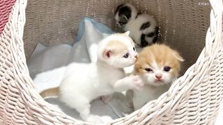 Wow so beautiful kittens
