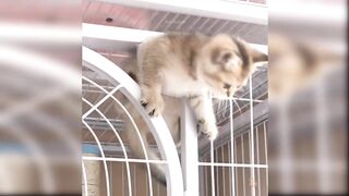 Cute cats go out from small hole