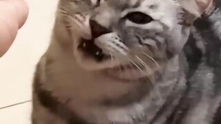 Cat funny video 2022 December