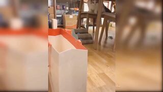 Funny cat going in bag