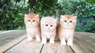 three little kittens