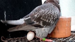 Pigeon sound eggs and chicks