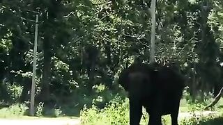 Elephant attacking