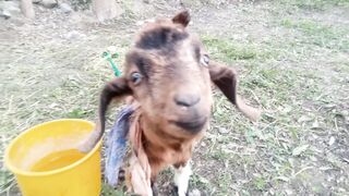 Goat Nature
