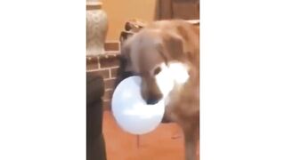 Funny animals