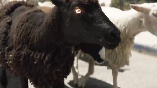 Travis Scott - STOP TRYING TO BE GOG