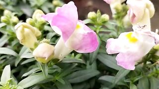 beauty of the world