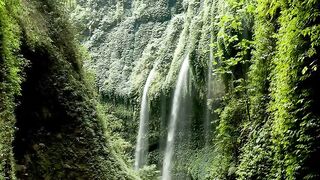 Wonderful Jungle Forest Footage Relaxing Beautiful Background Music
