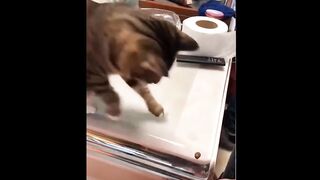 animal funny videos