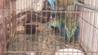 Australian parrot ????