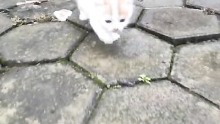 funny-cats