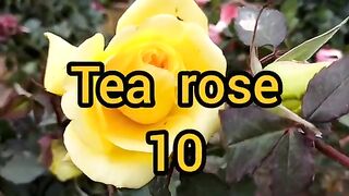Top_10_most_beautiful_flowers_in_the_world___The_Most_Beautiful_Flowers