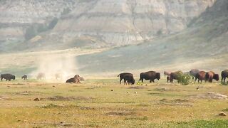 Beautiful buffalo cow