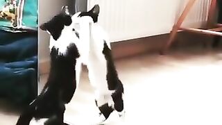 Cat in the mirror. Even fun can be surprising