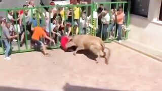 Funny bull video #Bull attack a men