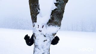 Snow tree sing a song